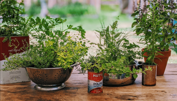 Growing Herbs Organically in Small Spaces A Complete Guide