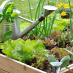 How to Build a Simple Sustainable Garden in Your Backyard