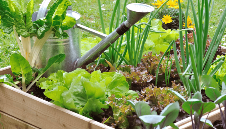 How to Build a Simple Sustainable Garden in Your Backyard