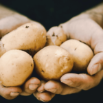 How to Grow Your Own Food A Step-by-Step Guide for Beginners