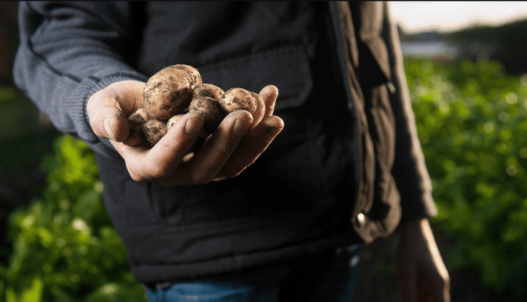 Starting Your Homestead A Beginner's Guide to Self-Sufficiency