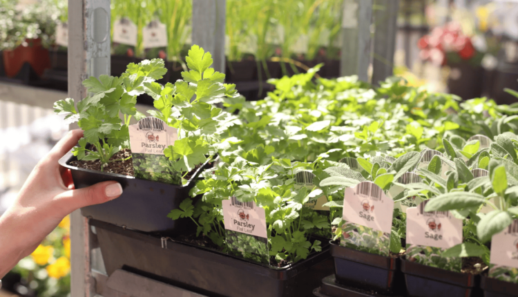 The Benefits of Organic Gardening for Your Health and the Planet