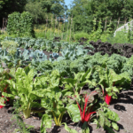 Top 10 Easy Vegetables to Grow Organically